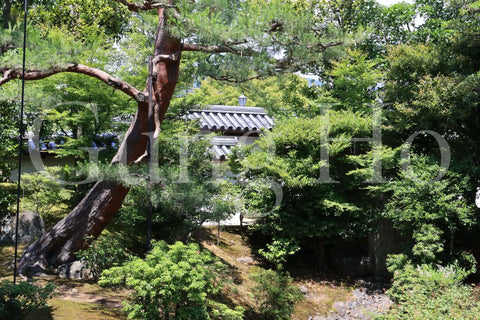 Jardín norte de Shokokuji Hojo