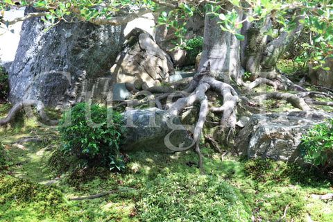 東福寺開山堂普門院前庭園