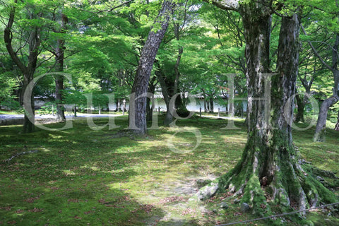 東福寺開山堂普門院前庭園