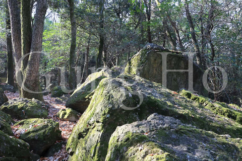 Roca Kibi Nakayama Yataiwa