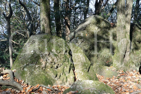 Roca Kibi Nakayama Yataiwa