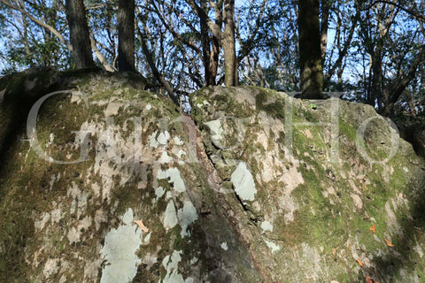Roca Kibi Nakayama Yataiwa