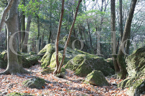 Roca Kibi Nakayama Yataiwa