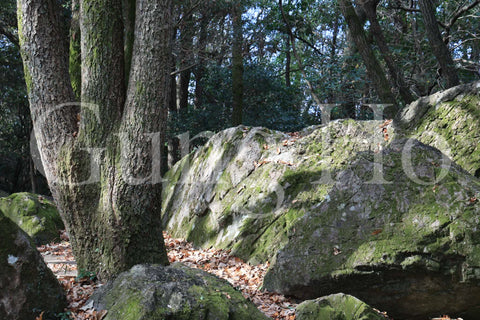 Roca Kibi Nakayama Yataiwa