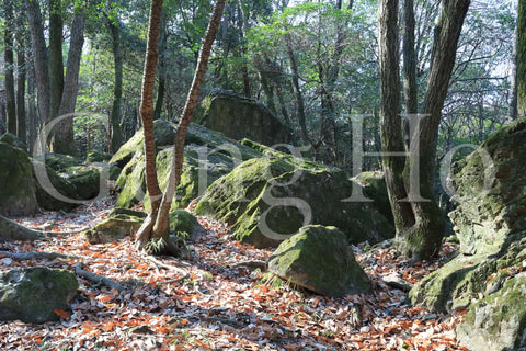 Roca Kibi Nakayama Yataiwa