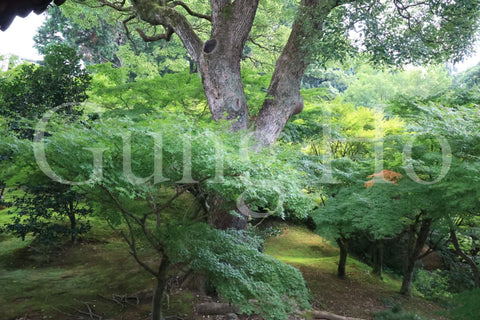 東福寺開山堂普門院前庭園