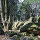 Kibi Nakayama Hachijou Rock