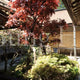 Kongobu-ji Temple Courtyard (Tsuboniwa)