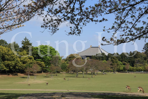 Nara Park Kasuganoenchi