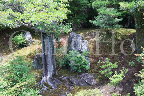 Shokokuji Hojo North Garden