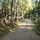 Road to Kasuga Taisha Shrine