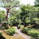 Shokokuji Hojo North Garden