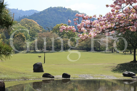 Nara Park Kasuganoenchi