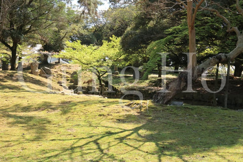 Kofukuji Oyuya Garden