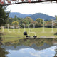 Parque Nara Parque Kasugano