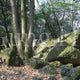 Kibi Nakayama Hachijou Rock