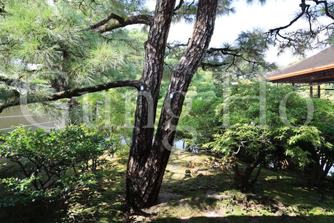 Kenninji Daiyuen Garden